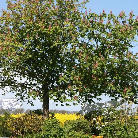 Albatros Apartament *