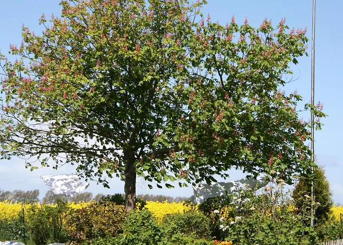 Albatros Appartement *